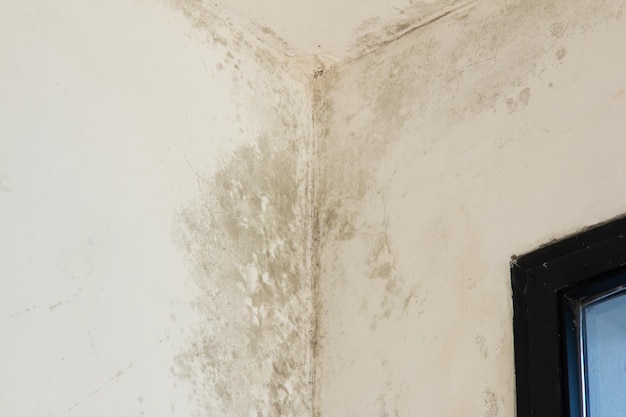 Blog 101 Cum afectează umiditatea structura unei case?
